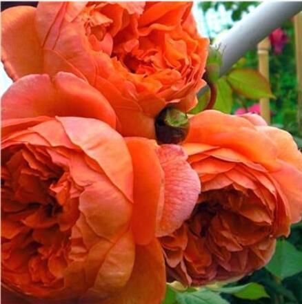 30PCS Chinese Peony Tree Seeds - Orangish Red Double Flowers