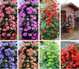 200PCS Climbing Geranium Pelargonium Seeds - Mixed 8 Colors Pink Purple Blue Red Green Pink ect.