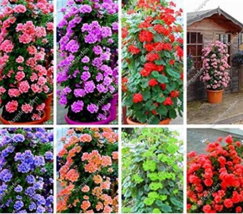 200PCS Climbing Geranium Pelargonium Seeds - Mixed 8 Colors Pink Purple Blue Red Green Pink ect.