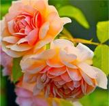 10PCS Paeonia Lactiflora Seeds - Orange Red Double Peony Flowers