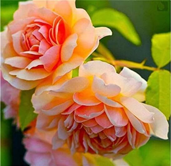 10PCS Paeonia Lactiflora Seeds - Orange Red Double Peony Flowers