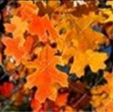 10PCS Oak Tree Seeds Bonsia Shrub