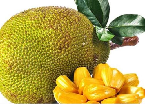 5PCS Jackfruit Seeds