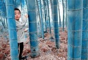 100PCS Blue Bamboo Seeds