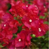10PCS Bougainvillea Plant Seeds - Fresh Fire Red Color
