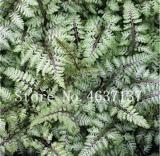 200PCS Fern Seeds - Greyish Green Color