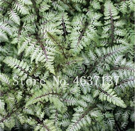 200PCS Fern Seeds - Greyish Green Color