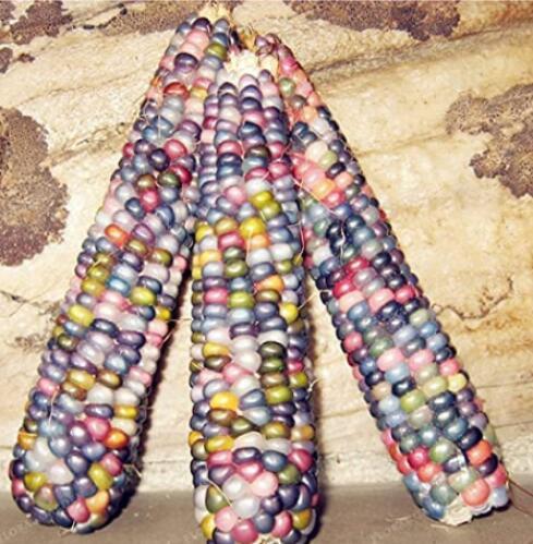 20PCS Indian Colorful Corn Seeds