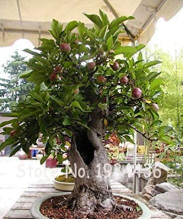 20PCS Olive Seeds Olea Europaea Mini Tree Plant
