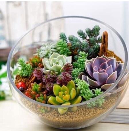 500PCS Rare Succulent Planter Seeds - Mixed