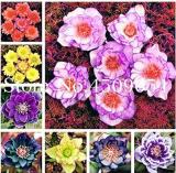 100PCS Helleborus Seeds - Mixed 8 Types