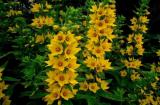 100PCS Lysimachia Punctata Perennial Seeds
