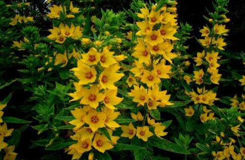 100PCS Lysimachia Punctata Perennial Seeds