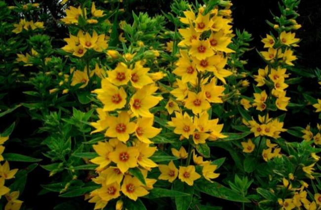 100PCS Lysimachia Punctata Perennial Seeds