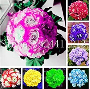 30PCS Geranium Seeds - Mixed Rose Purple / Red / Blue / Light Blue / Light Purple / Yellow / Green / White-Red Colors