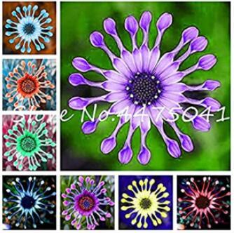 100PCS Colorful Osteospermum Seeds - Mixed Purple Yellow Red Green Orange ect 8 Colors