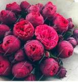 10PCS Chinese Peony Tree Seeds - Heirloom Double Ball Type Flowers