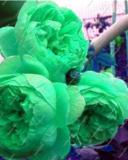 10PCS Chinese Peony Tree Seeds - Heirloom Double Ball Type Flowers
