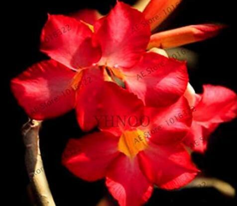 4PCS Adenium Obesum Seeds Desert Rose - 2 Colors Available