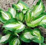 200PCS Japanese Hosta Seeds Perennials - 6 Colors Available