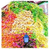 100PCS Vine Woodbine Grape Boston Ivy Seeds - Colorful