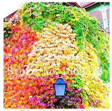 100PCS Vine Woodbine Grape Boston Ivy Seeds - Colorful