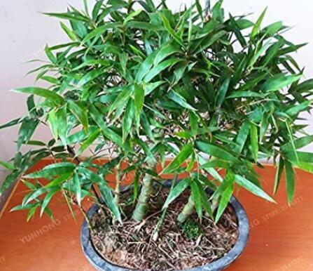 50PCS Bambusa Ventricosa Seed Bamboo Hardy Clumping Type