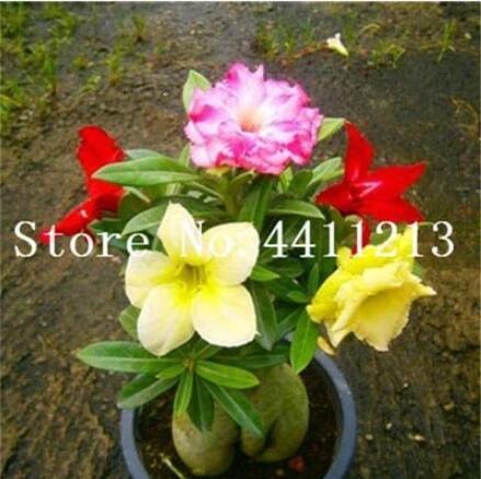 1PC Desert Rose Seeds - Colorful