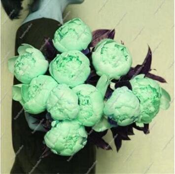 Chinese Peony Tree Seeds - Light Green Ball Type Flowers