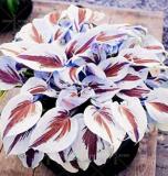 200PCS Japanese Hosta Seeds Perennials - 6 Colors Available