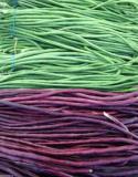 100PCS Vigna sinensis Seeds Yard Long Bean Mixed Red and Green Color