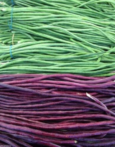 100PCS Vigna sinensis Seeds Yard Long Bean Mixed Red and Green Color