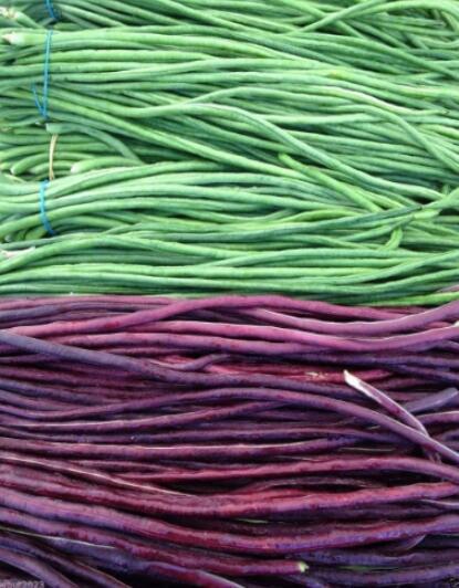 100PCS Vigna sinensis Seeds Yard Long Bean Mixed Red and Green Color