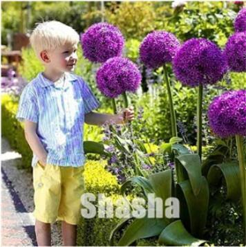 100PCS Geranium Giant Allium Giganteum Seeds - Dark Purple Flowers
