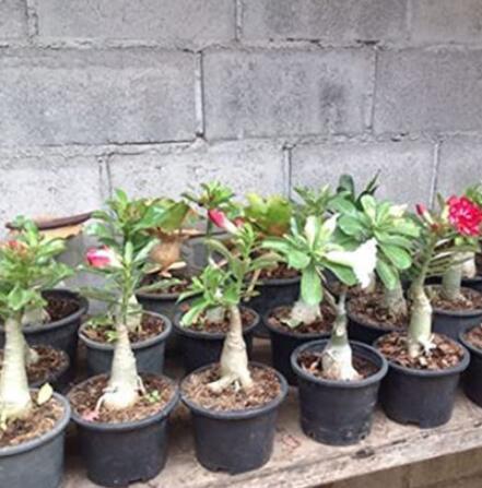 120PCS Desert Rose Seeds - Mixed