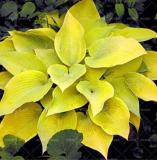 200PCS Japanese Hosta Seeds Perennials - 6 Colors Available