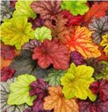 200PCS Heuchera 'Coral Bell' Seeds - Colorful