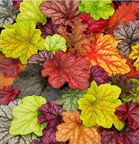 200PCS Heuchera 'Coral Bell' Seeds - Colorful