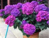 50PCS Hydrangea Seeds - Dark Purple Ball Type Flowers