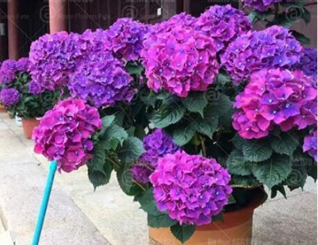 50PCS Hydrangea Seeds - Dark Purple Ball Type Flowers