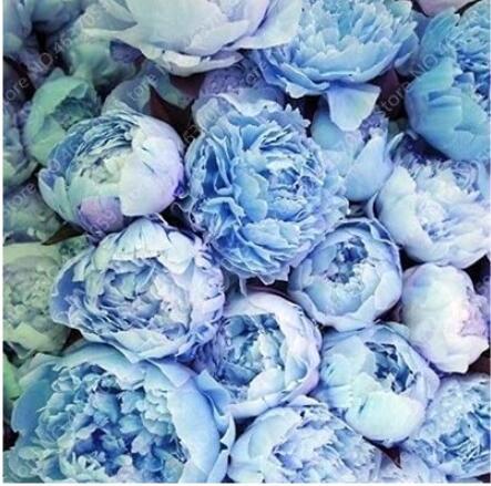 20PCS Chinese Paeonia Suffruticosa Peony Seeds - Light Blue Double Flowers Ball Type