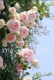 10PCS Chinese Peony Tree Seeds - 3 Types of Types