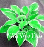 200PCS Hosta Seeds - Bright Fresh Green Color
