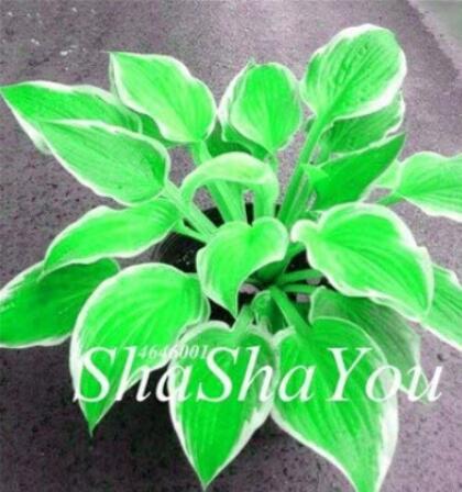 200PCS Hosta Seeds - Bright Fresh Green Color