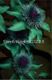 100PCS Clematis Seeds - Goldenish Green Color