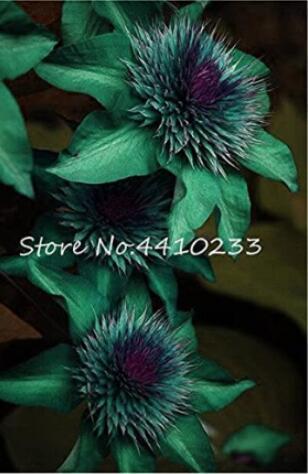 100PCS Clematis Seeds - Goldenish Green Color