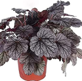 100PCS Heuchera micrantha Seeds - Gray Whitish Black Colors