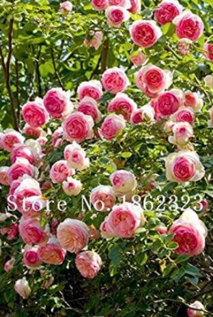 10PCS Chinese Peony Tree Seeds - 3 Types of Types