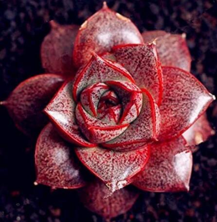 300PCS Echeveria Purpusorum Seeds Fresh Ones - Red Spot Veriety