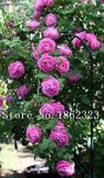 10PCS Chinese Peony Tree Seeds - 3 Types of Types